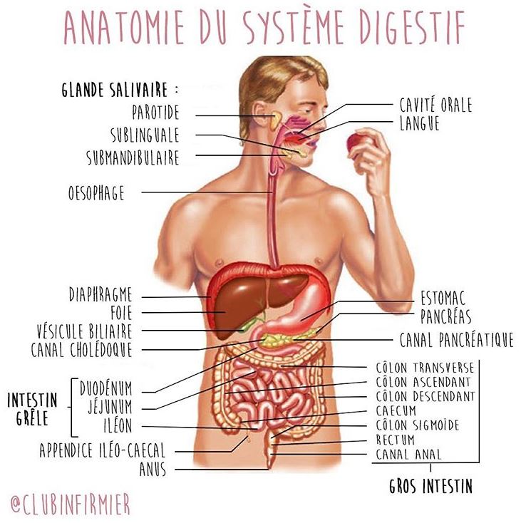 Anatomie Et Pathologie Le Syst me Digestif Mon Bloc Op ratoire