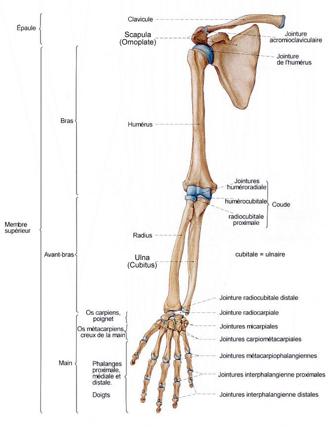 Anatomie Du Bras Masculin