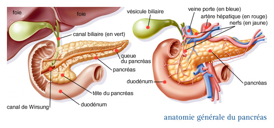 Anatomie et pathologie : Le Pancréas et La Rate ⋆ Mon Bloc Opératoire
