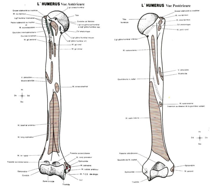 Anatomie et Pathologie du Membre Supérieur ⋆ Mon Bloc Opératoire